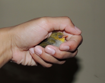 Baby Bird ID