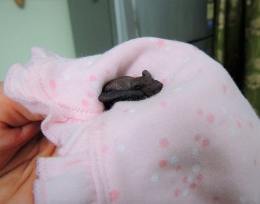 Micro Bats