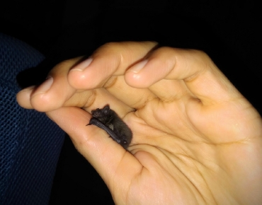 Micro Bats