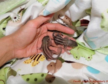 Devna Arora - Hand-rearing baby palm squirrels