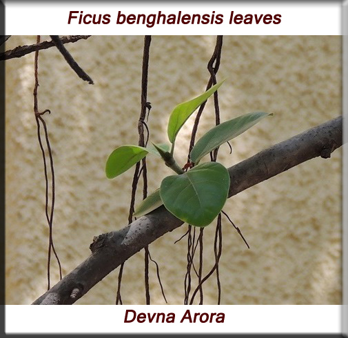 Ficus benghalensis leaves