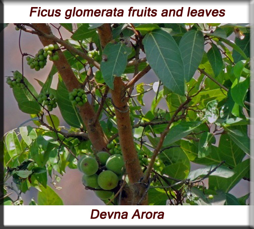 Ficus glomerata fruits and leaves