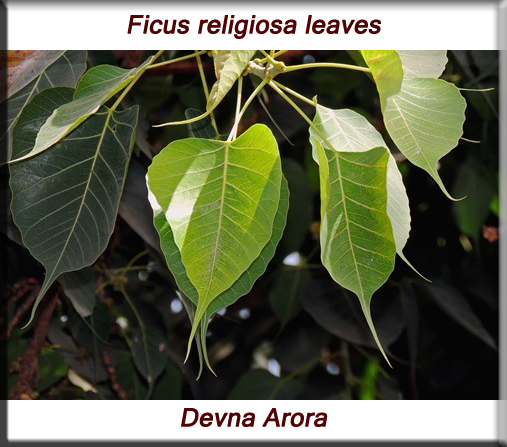 Ficus religiosa leaves