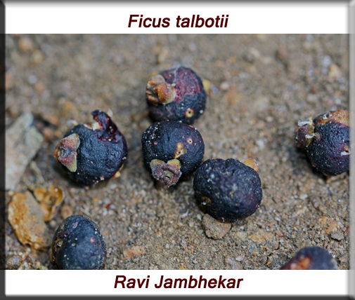 Ficus talbotii fruits