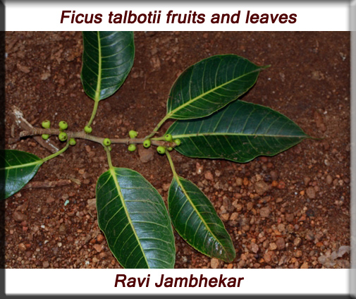 Ficus talbotii leaves