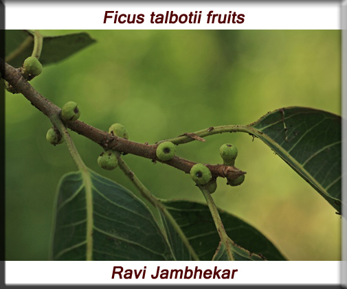 Ficus talbotii fruits and leaves