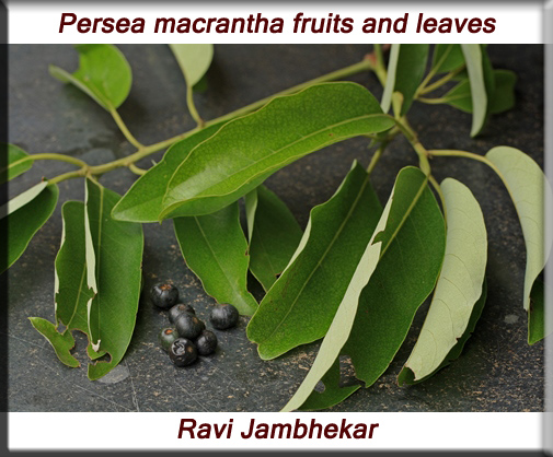 Persea macrantha leaves