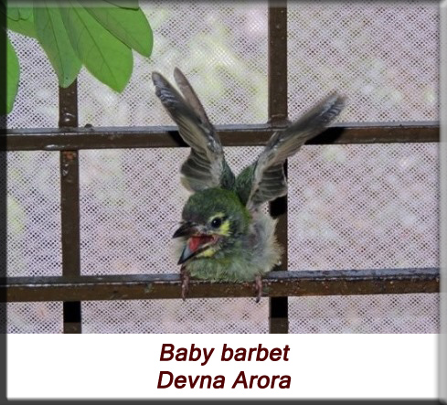 Devna Arora - Baby bird