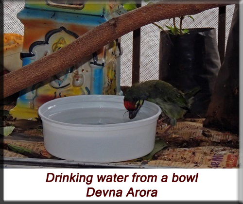 Devna Arora - Drinking water