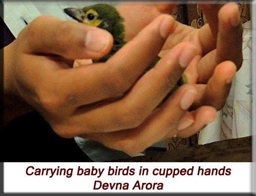Devna Arora - carrying babies in cupped hands