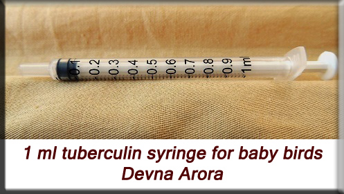 Devna Arora - 1 ml syringe for feeding baby birds
