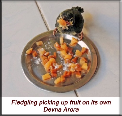 Devna Arora - Fledgling picking up fruit on its own