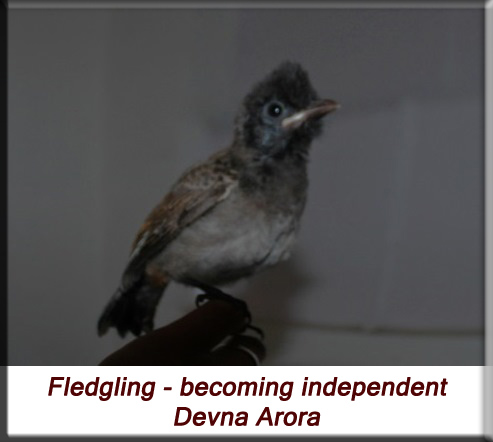 Devna Arora - Fledgling bulbul - becoming independent