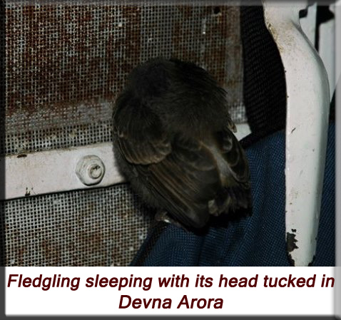 Devna Arora - Fledgling sleeping with its head tucked in