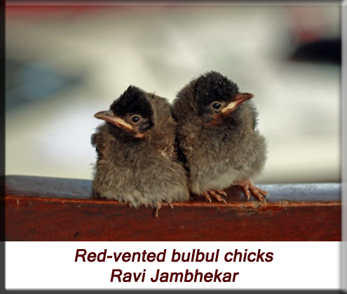 Ravi Jambhekar - Red-vented bulbul chicks