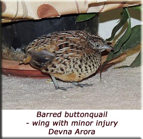 Devna Arora - Barred Buttonquail wing with minor injury