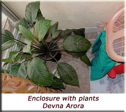 Devna Arora - Barred buttonquail enclosure with plants