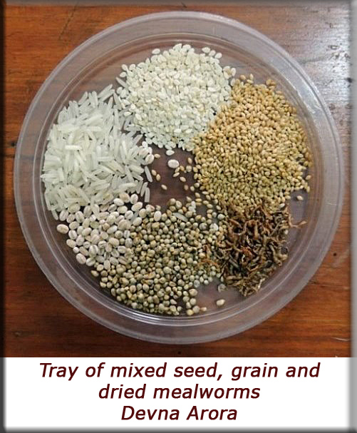 Devna Arora - Tray of mixed grains, seed and mealworms
