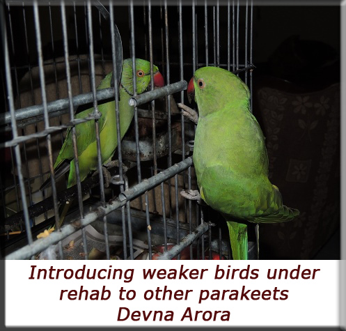 Devna Arora - Introducing weaker birds safely