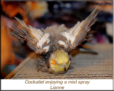 Cockatiel enjoying a mist spray