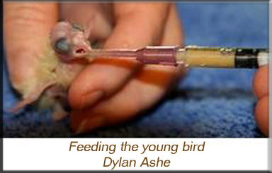 Feeding the young bird