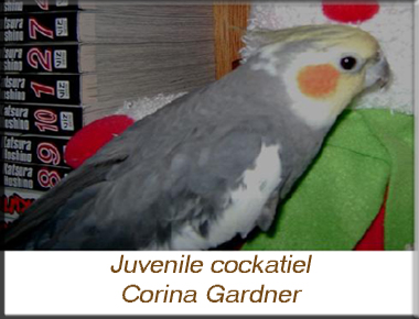 juvenile cockatiel