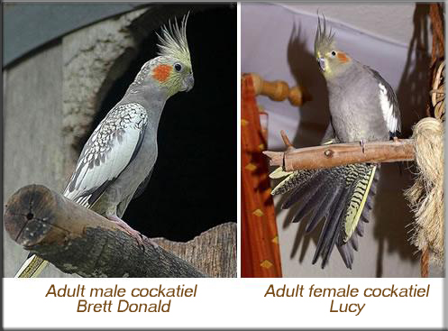 Sexing adult cockatiel