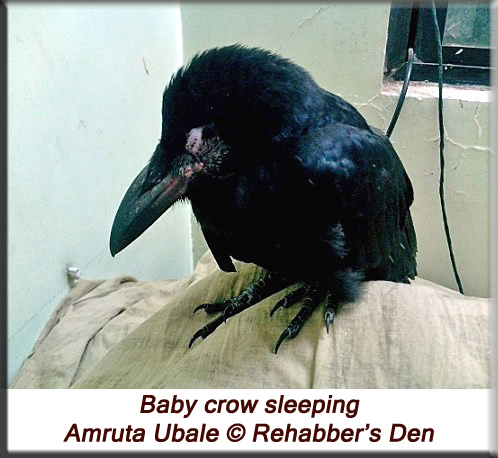 Baby crow sleeping