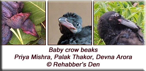 Baby crow beaks