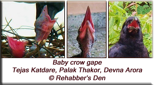 Baby crow gape and gape flange