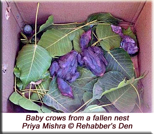 Baby corws from a fallen nest