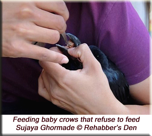 Feeding baby crows that refuse to feed 2