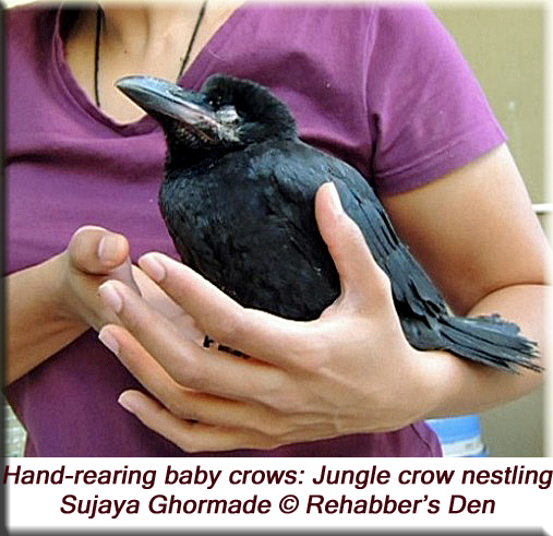 Jungle crow nestling