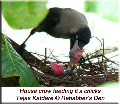 House crow feeding its chicks
