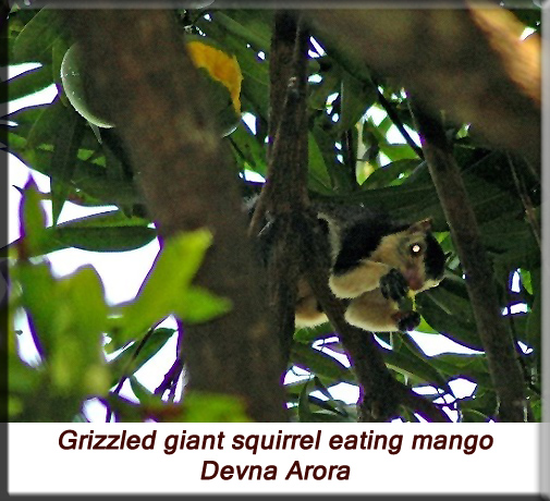 Devna Arora - Grizzled Giant Squirrel eating mango