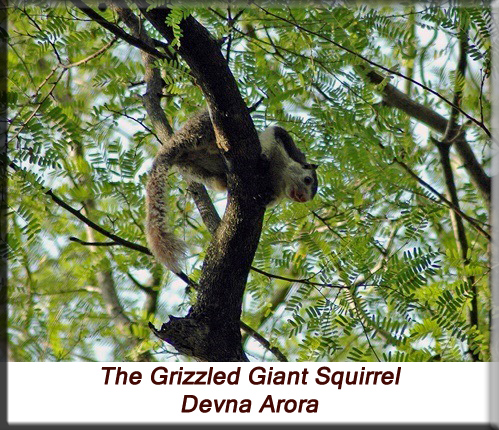 Devna Arora - Hand-raised Grizzled Giant Squirrel