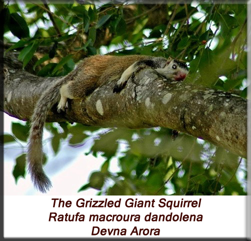 Devna Arora - Grizzled Giant Squirrel