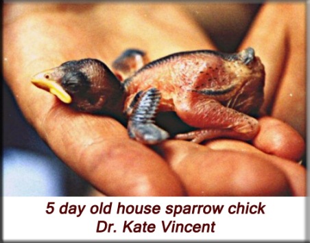 Kate Vincent - 5 day old house sparrow chick