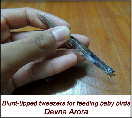 Devna Arora - Blunt-tipped tweezers for feeding baby birds