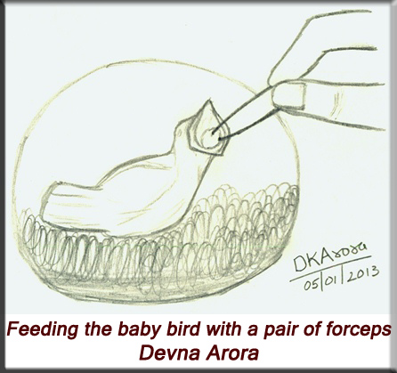 Devna Arora - Feeding the baby bird with a pair of forceps