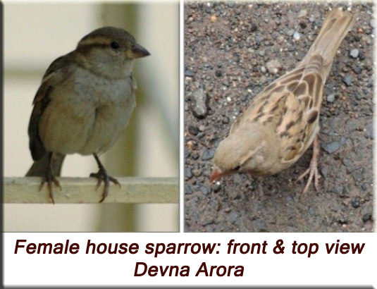 Devna Arora - Female house sparrow, front and top view
