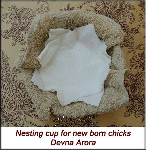 Devna Arora - Nesting cup for new born chicks