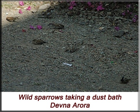 Devna Arora - Wild sparrows taking a dust bath