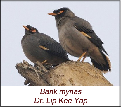 Lip Kee Yap - Bank mynas
