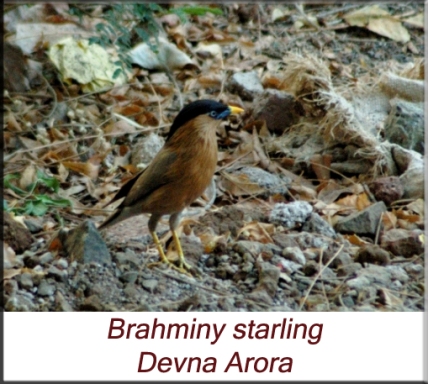 Devna Arora - Brahminy starling
