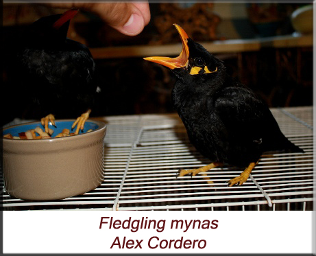 Alex Cordero - Feeding mynas
