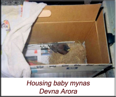 Devna Arora - Housing baby mynas