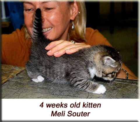 Meli Souter - 4 weeks old kitten