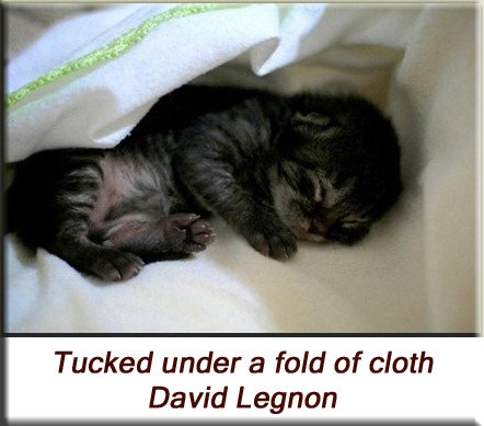 David Legnon - Tucked under a fold of cloth