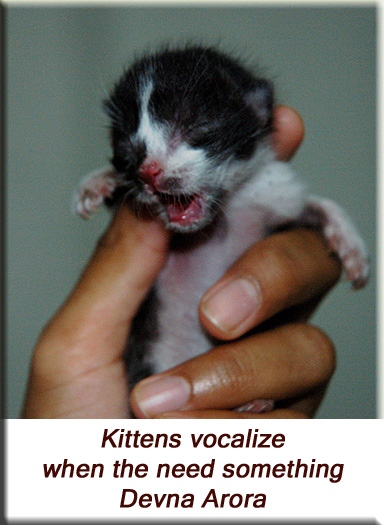 Devna Arora - Kittens vocalize when they need something